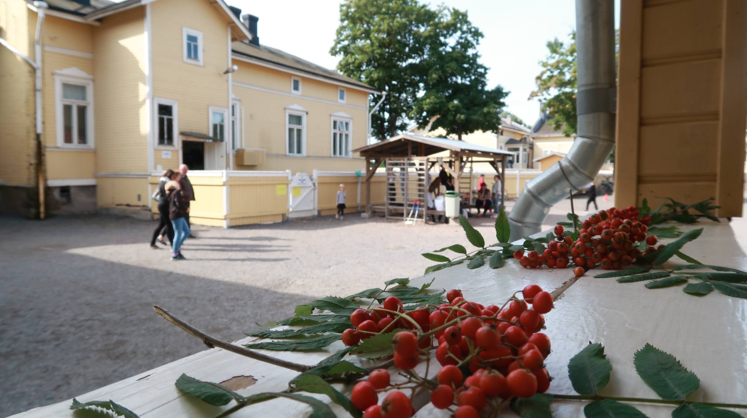 Koulun pihassa pihjalanmarjan oksia täynnä marjoja pöydällä, kuva